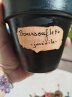 Les Boursouflettes