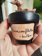 Les Boursouflettes